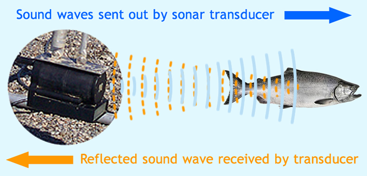 sonar sound waves